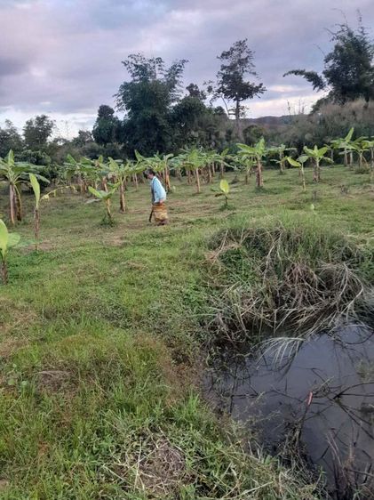 ใช่ ขายที่สวนติดน้ำ รูปที่ 3
