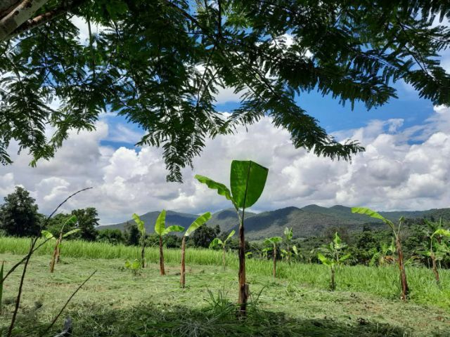 ใช่ ขายที่สวนติดน้ำ รูปที่ 4