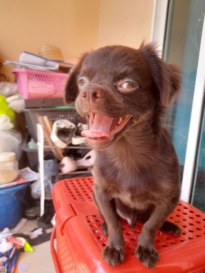 ชิวาวา (Chihuahua) กลาง ชิวาวาขนยาว สีช็อก ชาย 5 เดือน ราคาเบาๆ