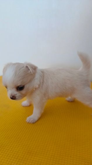 ชิวาวา (Chihuahua) เล็ก ชิวาวา เพศเมีย  ไซค์ปกติ