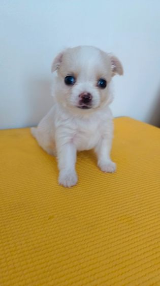 ชิวาวา เพศเมีย  ไซค์ปกติ รูปที่ 8