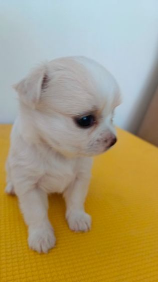 ชิวาวา เพศเมีย  ไซค์ปกติ รูปที่ 10