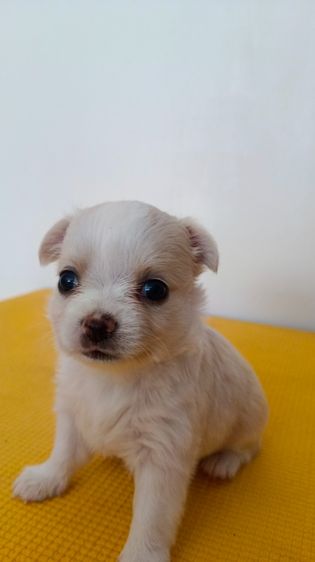 ชิวาวา เพศเมีย  ไซค์ปกติ รูปที่ 2