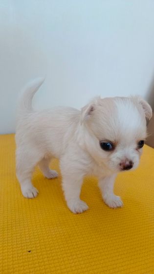 ชิวาวา เพศเมีย  ไซค์ปกติ รูปที่ 3