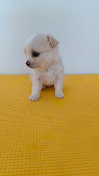 ชิวาวา เพศเมีย  ไซค์ปกติ รูปที่ 7