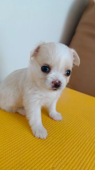 ชิวาวา เพศเมีย  ไซค์ปกติ รูปที่ 4