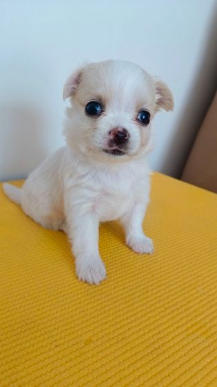 ชิวาวา เพศเมีย  ไซค์ปกติ รูปที่ 6