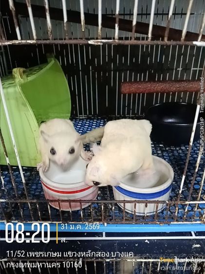 ขายพ่อ-แม่พันธ์ ชูกาไรเดอร์ ลูซิติก สีขาว (ราคาไม่รวมตัวลูก) รวมกรง