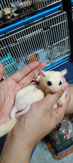 ขายพ่อ-แม่พันธ์ ชูกาไรเดอร์ ลูซิติก สีขาว (ราคาไม่รวมตัวลูก) รวมกรง รูปที่ 3