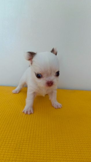 เพศเมียชิวาวา ขนสองชั้น รูปที่ 6