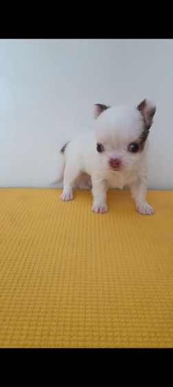 เพศเมียชิวาวา ขนสองชั้น รูปที่ 2