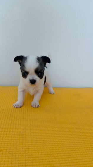 ตัวเล็ก หัวโต หน้าหัก ชิวาวา รูปที่ 3