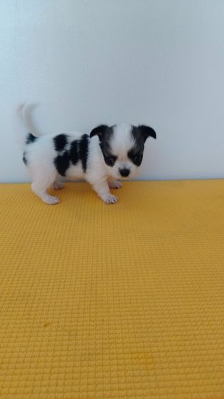 ตัวเล็ก หัวโต หน้าหัก ชิวาวา รูปที่ 5