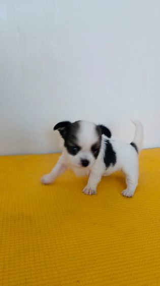 ชิวาวา (Chihuahua) ตัวเล็ก หัวโต หน้าหัก ชิวาวา