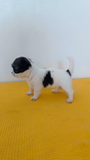 ตัวเล็ก หัวโต หน้าหัก ชิวาวา รูปที่ 2