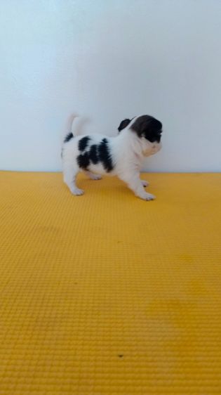 ตัวเล็ก หัวโต หน้าหัก ชิวาวา รูปที่ 4