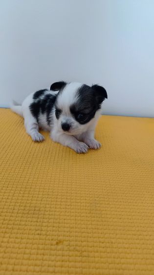 ตัวเล็ก หัวโต หน้าหัก ชิวาวา รูปที่ 8