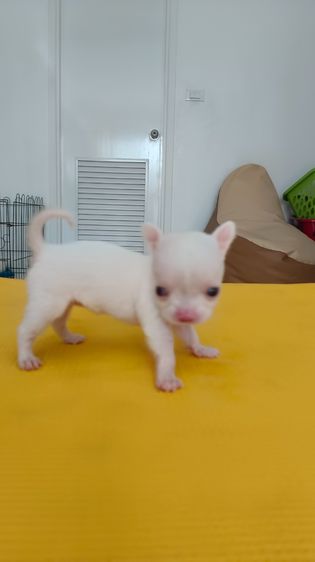 ตัวเล็ก น่าถนอม ชิงาวาเพศเมีย รูปที่ 2