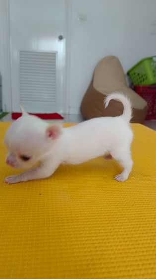 ชิวาวา (Chihuahua) ตัวเล็ก น่าถนอม ชิงาวาเพศเมีย