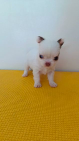 ตัวเล็ก น่าถนอม ชิงาวาเพศเมีย รูปที่ 9