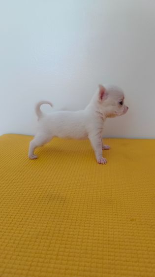 ตัวเล็ก น่าถนอม ชิงาวาเพศเมีย รูปที่ 3