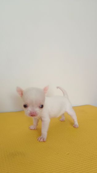 ตัวเล็ก น่าถนอม ชิงาวาเพศเมีย รูปที่ 7