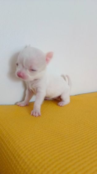 ตัวเล็ก น่าถนอม ชิงาวาเพศเมีย รูปที่ 5