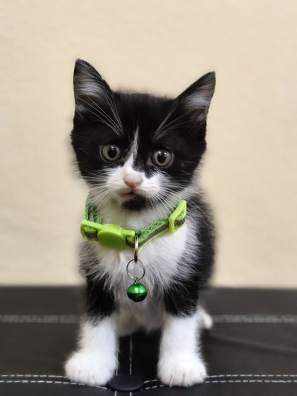 สก็อตติช หาบ้านงบน้อย รูปที่ 5