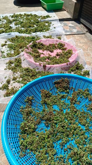 แหน่แดง สดและแห้ง รูปที่ 11