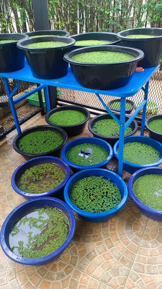 แหน่แดง สดและแห้ง รูปที่ 4