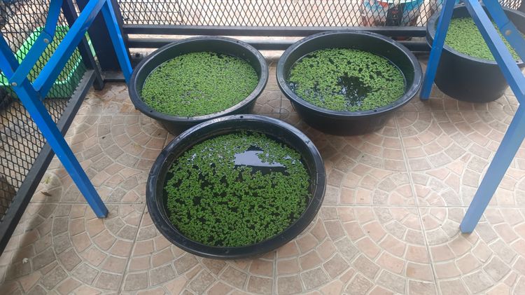 แหน่แดง สดและแห้ง