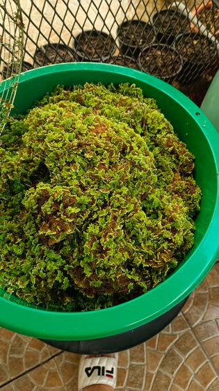 แหน่แดง สดและแห้ง รูปที่ 6