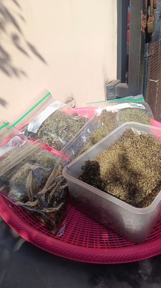 แหน่แดง สดและแห้ง รูปที่ 14