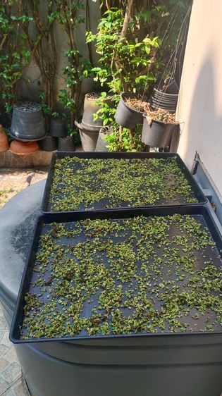 แหน่แดง สดและแห้ง รูปที่ 13