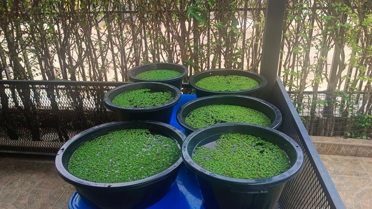 แหน่แดง สดและแห้ง รูปที่ 2