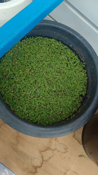 แหน่แดง สดและแห้ง รูปที่ 5