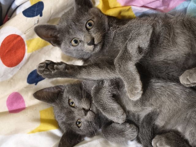 สีสวาทโคราช รูปที่ 4