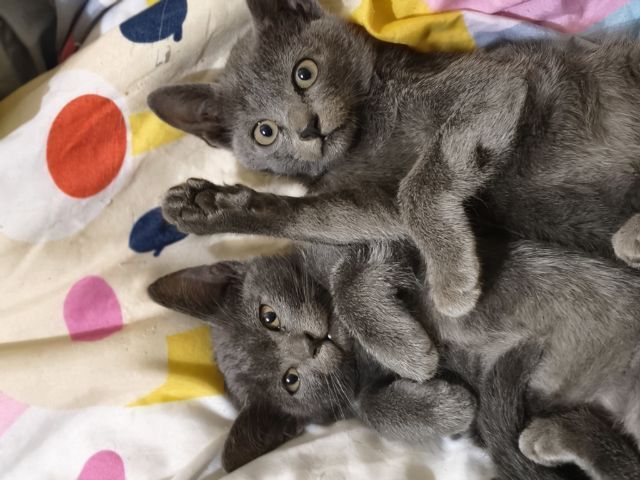 สีสวาทโคราช