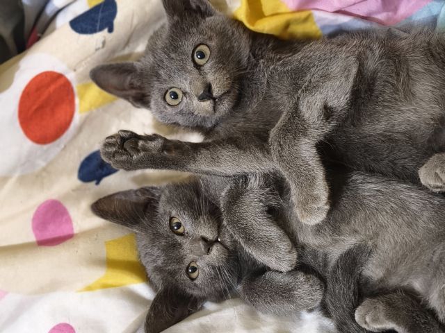 สีสวาทโคราช รูปที่ 2