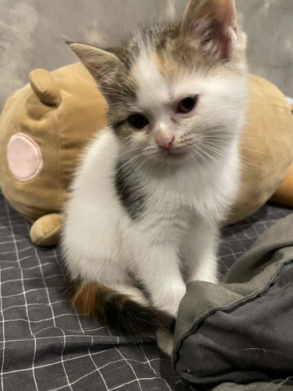 สก้อตติชสามสี รูปที่ 3