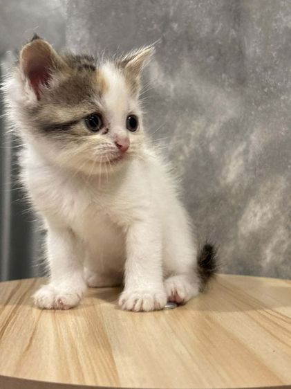 สก้อตติชสามสี รูปที่ 5