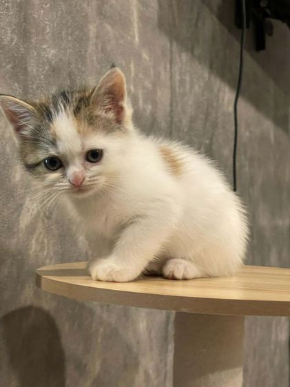 สก็อตติช โฟลด์ (Scottish Fold) สก้อตติชสามสี