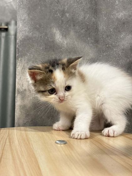 สก้อตติชสามสี รูปที่ 2