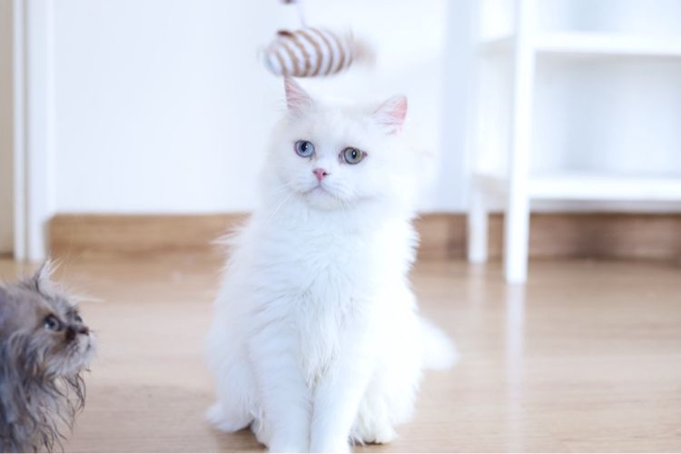 ขายแมวเปอร์เซีย ตาสองสี รูปที่ 2