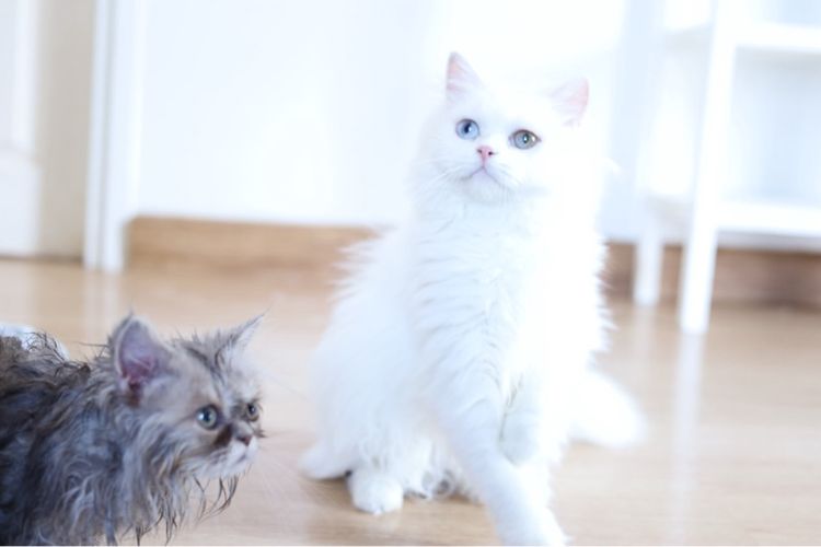 ขายแมวเปอร์เซีย ตาสองสี รูปที่ 4