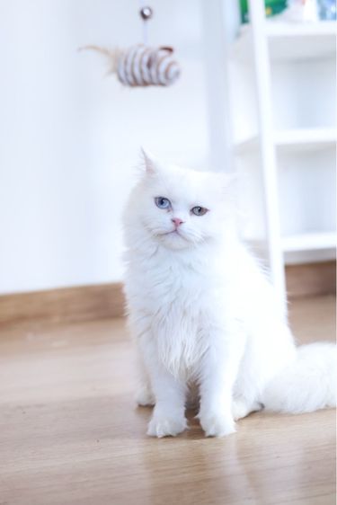 ขายแมวเปอร์เซีย ตาสองสี รูปที่ 3