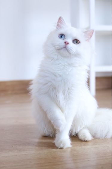 เปอร์เซีย (Persian) ขายแมวเปอร์เซีย ตาสองสี