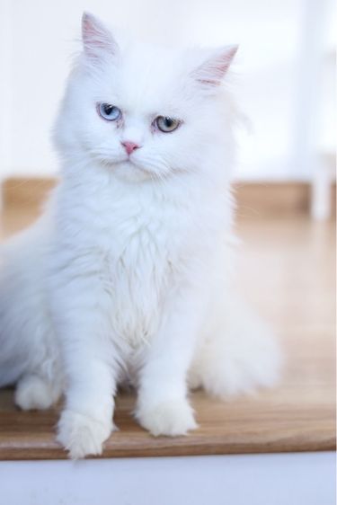 ขายแมวเปอร์เซีย ตาสองสี รูปที่ 7