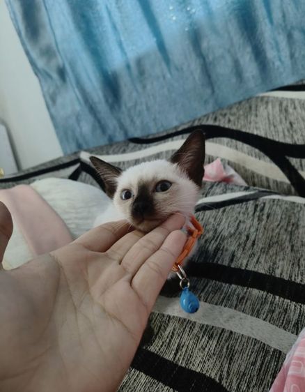 วิเชียรมาศเเท้ รูปที่ 2