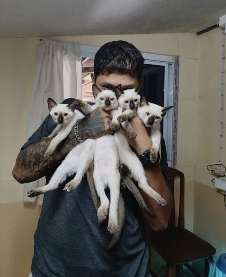 วิเชียรมาศเเท้ รูปที่ 3